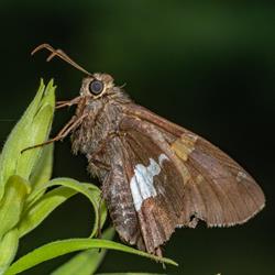 Silver-spotted Skipper